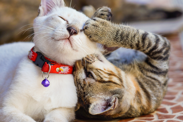 Kittens